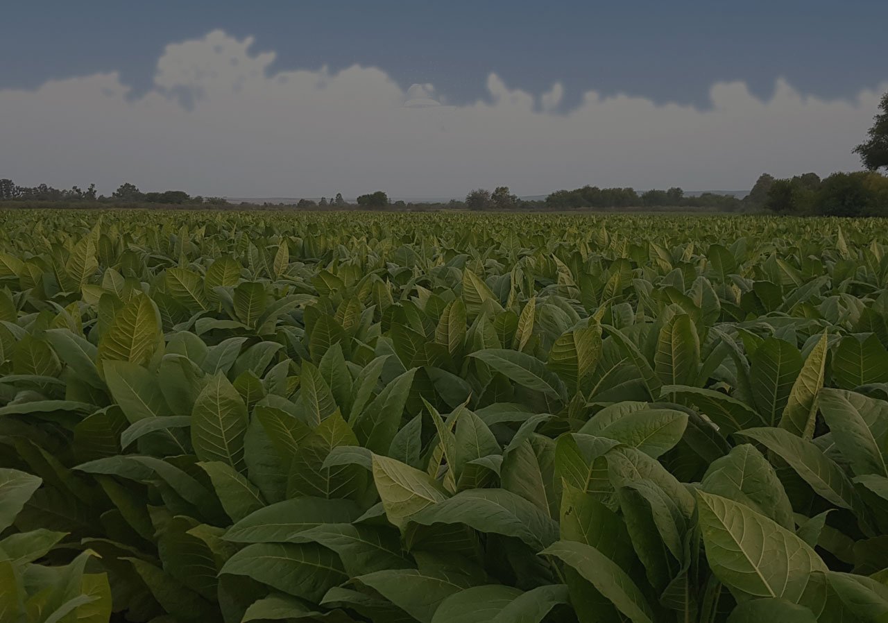 plantacion-sola Cigar Argentina
